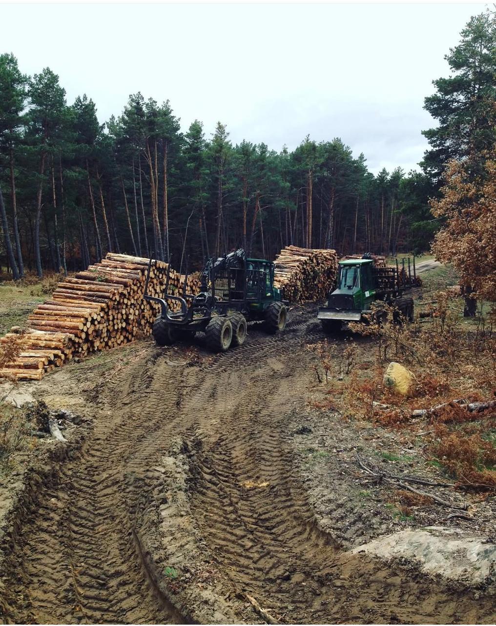 Timbergreens forest preview